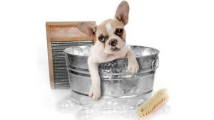 hiring pet groomers