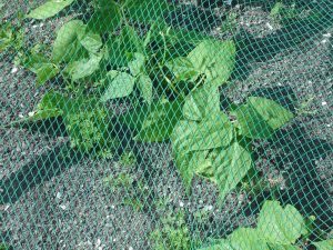 Agriculture shade net factory